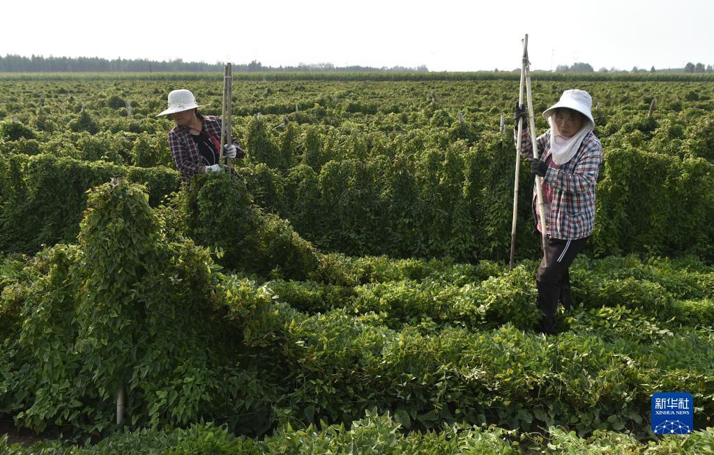 白菜折扣网